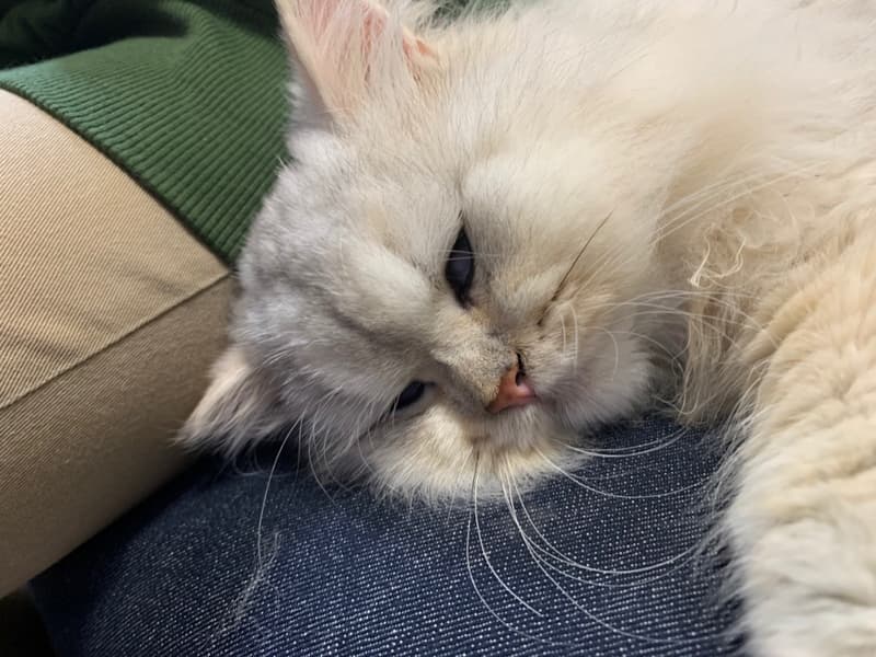 ペルシャ猫が白目を向いている画像