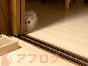 【初心者必見】猫を迎える初日の準備と、迎えるとき気をつけるポイントを、徹底解説しました!